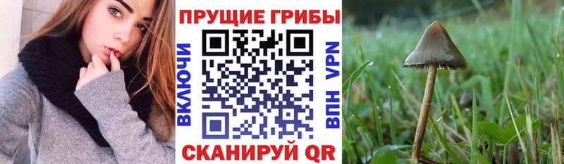 Псилоцибиновые грибы мицелий Гусиноозёрск